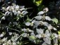 Pycnanthemum muticum - small image 4