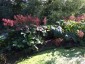 Rodgersia pinnata - small image 4