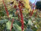 Salvia confertiflora - small image 4