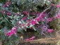 Salvia curviflora - small image 4