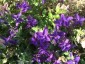 Salvia 'Marble Arch Blue' - small image 4