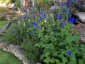 Salvia patens - small image 4