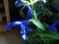 Salvia patens Giant form - small image 4