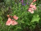 Salvia 'Ribambelle' AGM - small image 4