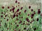 Sanguisorba officinalis - small image 4