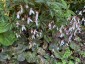 Saxifraga stolonifera 'Kinki Purple' - small image 4