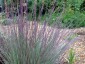 Schizachyrium scoparium 'Prairie Blues' - small image 4