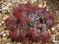 Sedum cauticola 'Lidakense' - small image 4