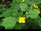 Stylophorum lasiocarpum - small image 4
