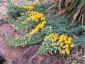 Tropaeolum polyphyllum - small image 4
