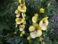 Verbascum creticum - small image 4
