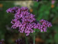 Verbena bonariensis - small image 4