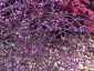 Verbena officinalis 'Bampton' - small image 4