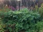 Xanthogalum purpurescens - small image 4