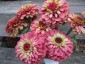 Zinnia elegans 'Queen Red Lime' - small image 4