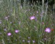 Agrostemma 'Purple Queen' - small image 5