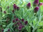 Allium sphaerocephalon - small image 5