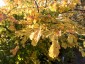 Amelanchier canadensis - small image 5