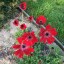 Anemone pavonina red - small image 5