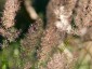 Calamagrostis brachytricha - small image 5