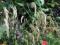 Calamagrostis emodensis - small image 5