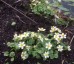 Caltha palustris 'Alba' - small image 5
