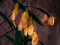 Chasmanthium latifolium - small image 5