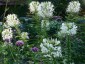 Cleome spinosa 'Alba' ('Helen Campbell') - small image 5