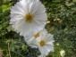Cosmos bipinnatus 'Cupcakes White' - small image 5