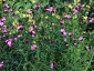 Dianthus carthusianorum - small image 5