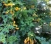Eccremocarpus scaber 'Tangerine' - small image 5