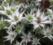 Eryngium giganteum 'Silver Ghost' - small image 5