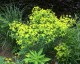 Euphorbia ceratocarpa - small image 5