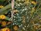 Euphorbia corollata - small image 5