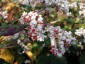 Fagopyrum dibotrys - small image 5