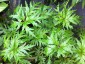 Geranium palmatum - small image 5