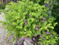 Indigofera kirilowii - small image 5
