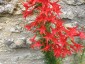 Ipomopsis rubra - small image 5