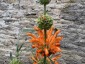 Leonotis leonurus - small image 5