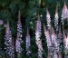 Linaria purpurea 'Canon Went' - small image 5