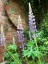 Lupinus polyphyllus from Kashmir - small image 5