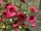 Malope trifida 'Vulcan' - small image 5