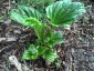 Myosotidium hortensia - small image 5