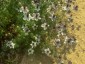 Nigella papillosa 'African Bride' - small image 5