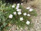 Oenothera acaulis - small image 5
