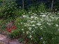Orlaya grandiflora - small image 5
