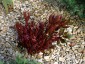 Paeonia cambessedesii AGM - small image 5