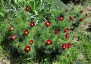 Paeonia tenuifolia - small image 5