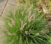 Pennisetum orientale - small image 5