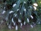Pennisetum villosum - small image 5